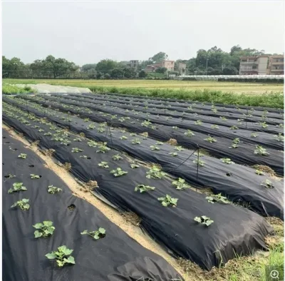 A anti tela UV do jardim da tampa de planta fez a tela não tecida agrícola dos PP